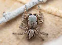 Habronattus altanus - photo 4