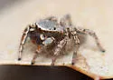 Habronattus altanus - photo 5