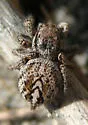 Habronattus americanus
