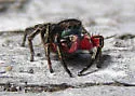 Habronattus americanus - photo 2