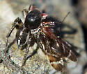 Habronattus americanus - photo 4