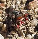 Habronattus americanus - photo 5