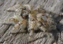 Habronattus amicus