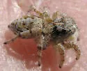 Habronattus amicus - photo 2