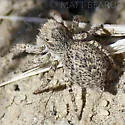 Habronattus amicus - photo 3