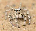 Habronattus amicus - photo 4