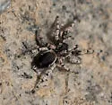 Habronattus amicus - photo 5
