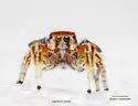 Habronattus arcalorus