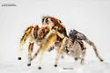 Habronattus arcalorus - photo 2