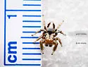 Habronattus arcalorus - photo 3