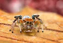 Habronattus arcalorus - photo 4
