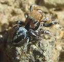 Habronattus arcalorus - photo 5