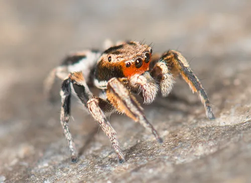Habronattus ballatoris - photo 2