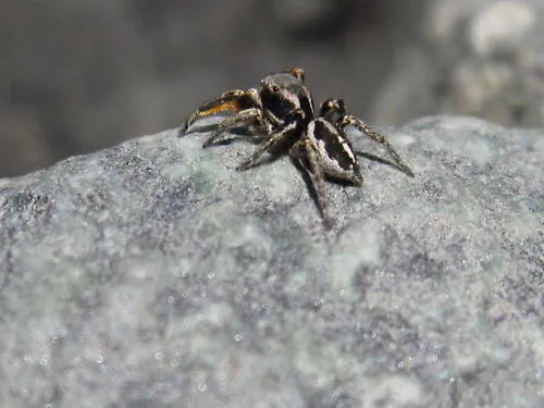 Habronattus ballatoris - photo 3