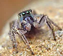 Habronattus borealis - photo 2