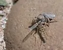 Habronattus borealis - photo 3