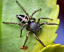 Habronattus borealis - photo 5