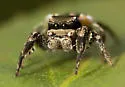 Habronattus brunneus