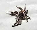 Habronattus brunneus - photo 3