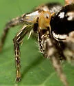 Habronattus brunneus - photo 5