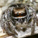 Habronattus calcaratus