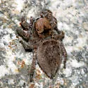 Habronattus calcaratus - photo 2
