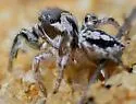 Habronattus calcaratus - photo 3