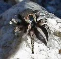 Habronattus calcaratus - photo 4