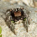 Habronattus calcaratus - photo 5