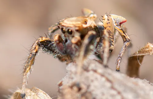 Habronattus californicus