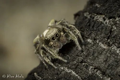 Habronattus californicus - photo 2