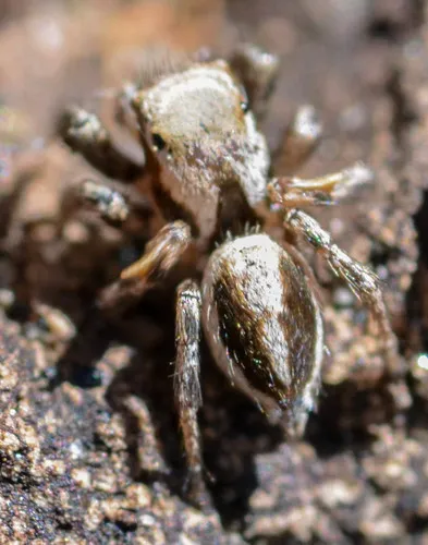Habronattus californicus - photo 3