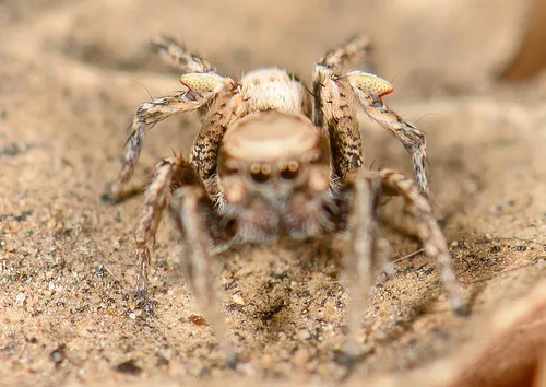 Habronattus californicus - photo 4