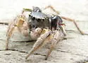 Habronattus captiosus