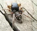 Habronattus captiosus - photo 2