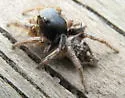 Habronattus captiosus - photo 3