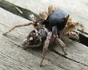 Habronattus captiosus - photo 4
