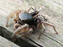 Habronattus captiosus - photo 5