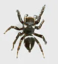 Habronattus carolinensis