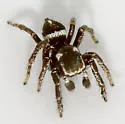 Habronattus carolinensis - photo 2