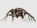 Habronattus carolinensis - photo 3
