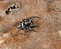Habronattus carolinensis - photo 4