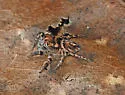 Habronattus carolinensis - photo 5