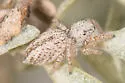 Habronattus cfhirsutus
