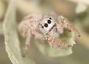 Habronattus cfhirsutus - photo 2