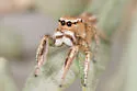 Habronattus cfhirsutus - photo 3