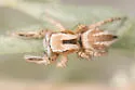 Habronattus cfhirsutus - photo 4