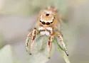 Habronattus cfhirsutus - photo 5