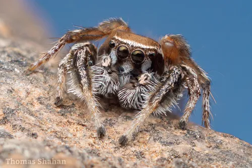 Habronattus clypeatus