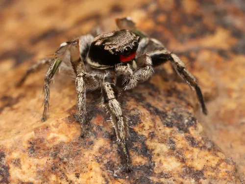 Habronattus coecatus